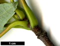SpeciesSub: 'Jeffersred' (A.rubrum × A.saccharinum)